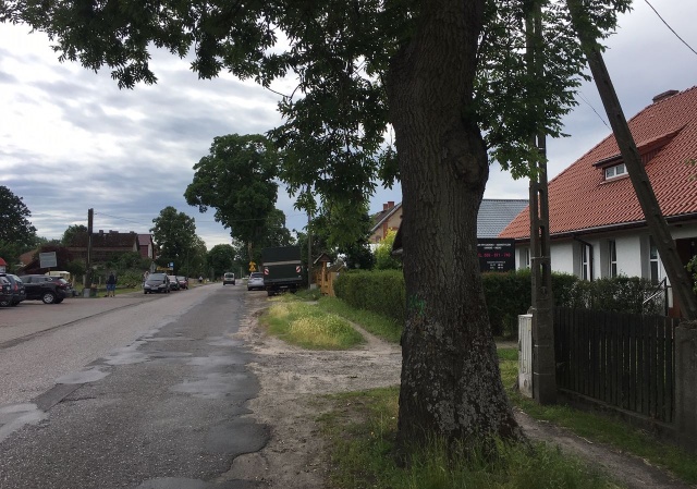 Drzewa w Tanowie, fot. J. Wilczyński, PR Szczecin 19.06.2019