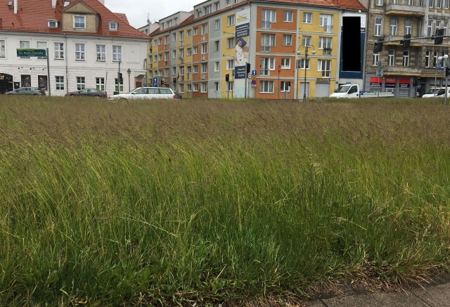 Nieskoszona trawa przy wjeździe do Szczecina, fot. S.Orlik 25.05.2020