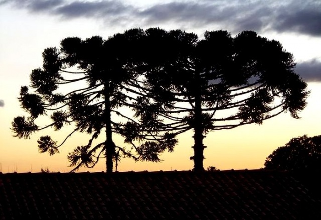 Piniory (drzewa typowe dla stanu Parana) - fot. Archiwum Serduszek 04.JPG [07.08.2009] Serduszka w Brazylii