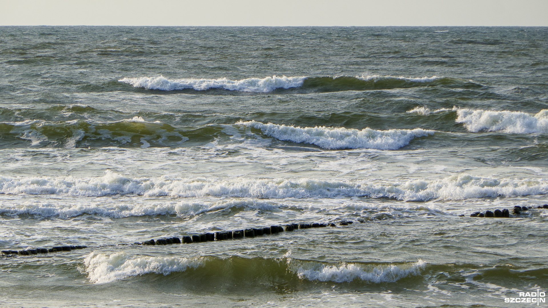 Młode foki wychodzą na bałtyckie plaże. Specjaliści apelują, by nie zbliżać się do zwierząt.