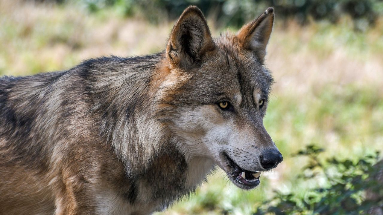 Wilk nie stanowi zagrożenia dla człowieka. Musimy jednak pamiętać, aby przy terenach leśnych nie zostawiać pożywienia na otwartej przestrzeni - apeluje Marzena Białowolska-Barnyk z Fundacji Dzikich Zwierząt.