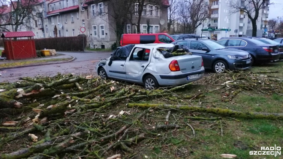 Na ulicy Zygmuntowskiej w Kołobrzegu wichura powaliła drzewo rosnące przy osiedlowym parkingu. Jeden z zaparkowanych samochodów został kompletnie zniszczony. Fot. Przemysław Polanin [Radio Szczecin]