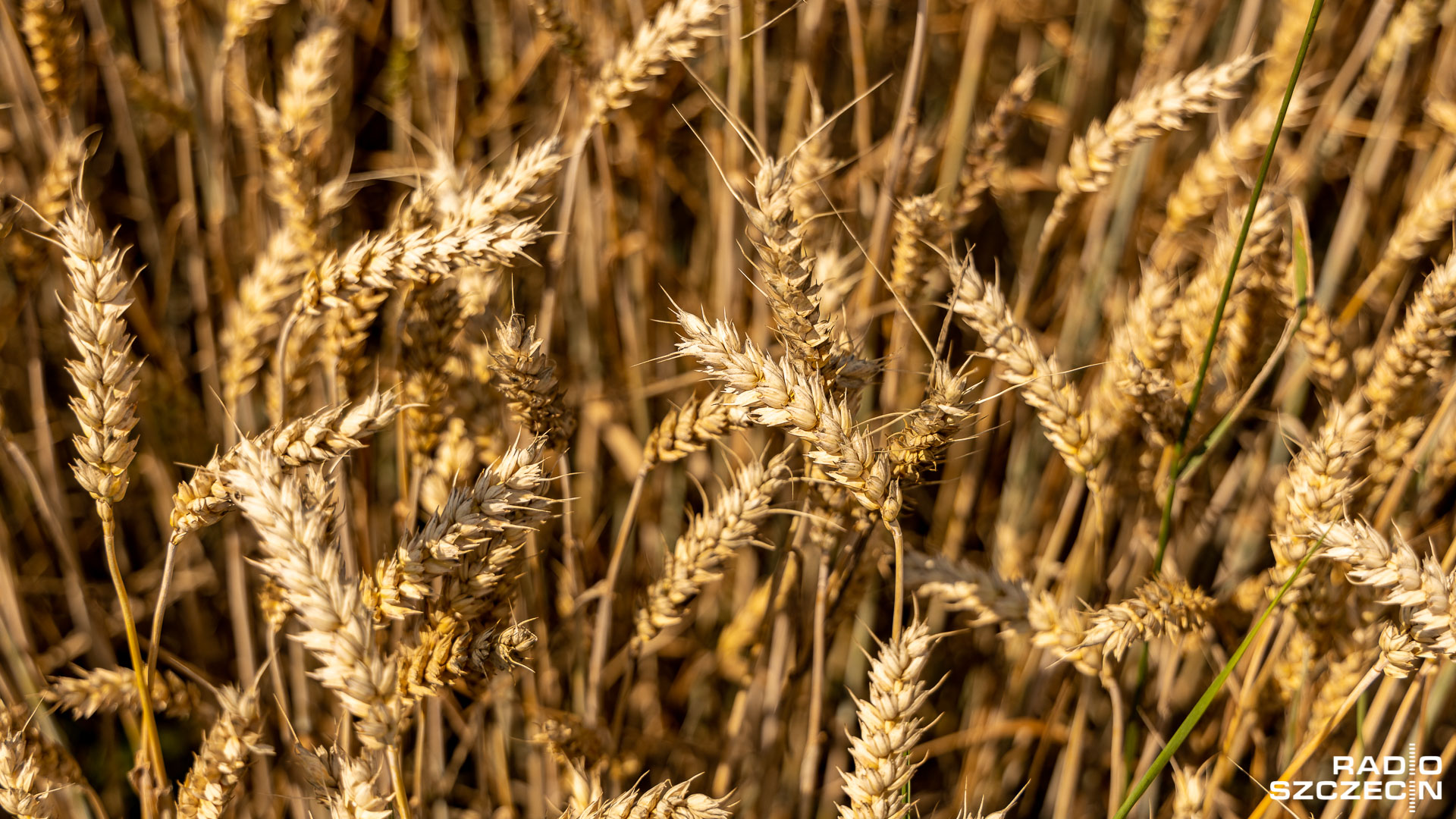 Poseł PiS: trzeba przywrócić do normy rynek zbóż