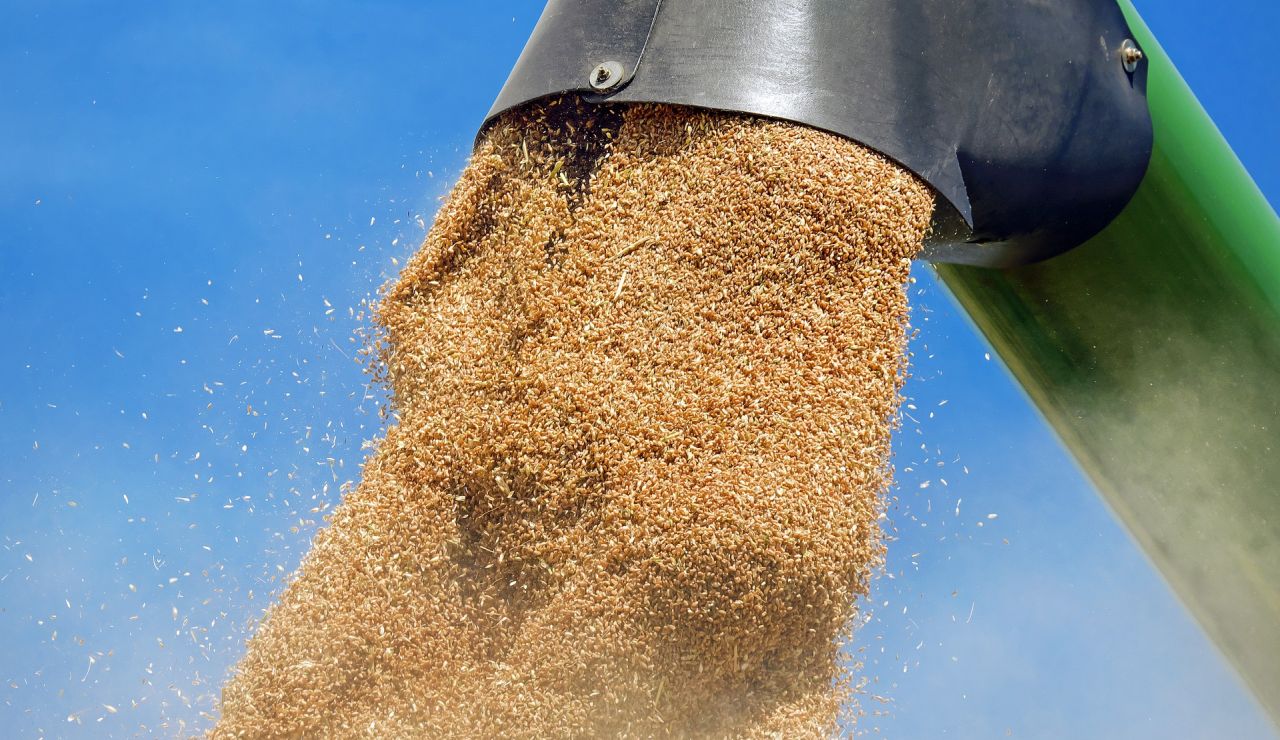 Telus: rolnicy sprzedali blisko połowę zbóż z nadwyżki importu