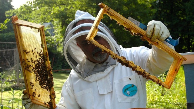 Obecna pogoda nie sprzyja pszczelarzom. Wahania temperatury negatywnie oddziałują na życie pszczół.