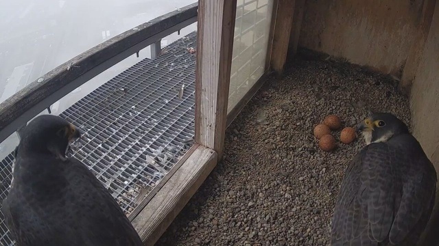 Sokolica, która mieszka na kominie koszalińskiej Miejskiej Energetyki Cieplnej złożyła jaja.