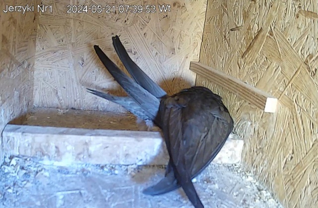 Kolejny gatunek ptaków można podglądać, dzięki kamerom umieszczonym tuż przy budkach lęgowych.