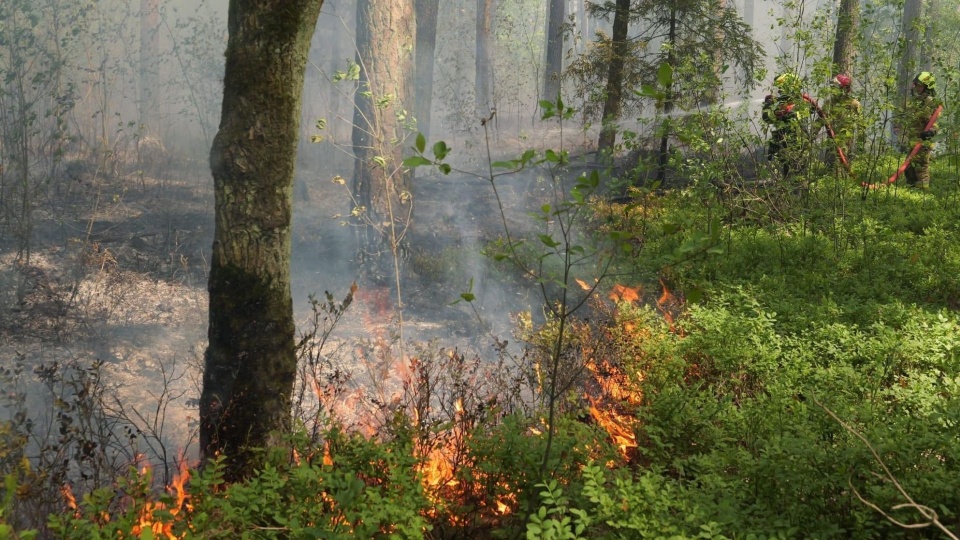 Plaga pożarów w polskich lasach. W Rurce płonie hektar młodnika