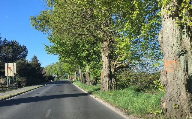 Drzewa przy trasie Unin - Wolin, fot. S. Orlik 07.05.2018
