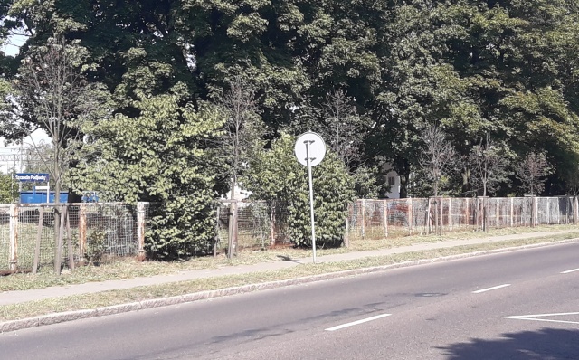 Uschnięte drzewa w Szczecinie - Podjuchach, fot. Słuchacz 28.08.2018