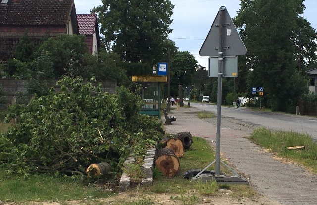 Drzewa w Tanowie, fot. J. Wilczyński, PR Szczecin 19.06.2019