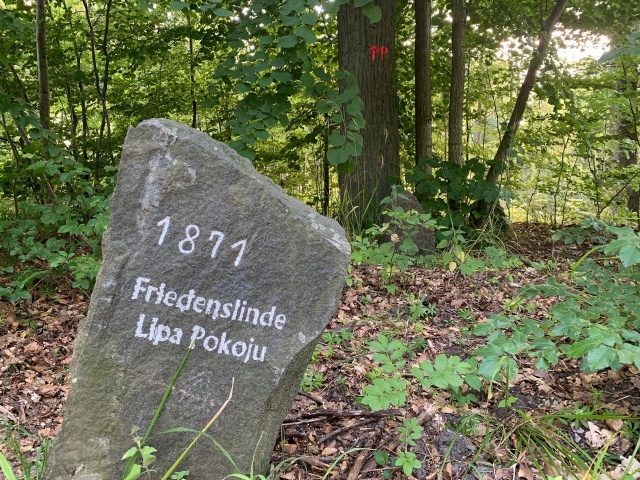 Pomnik przyrody barnarzyńsko oznakowany - fot.Słuchaczka 19.07.2019