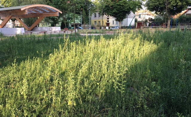 Nieskoszone trawy w poblizu Placu Pawłowskiego, fot. M. Furga 15.07.2020