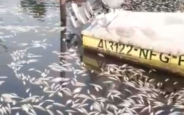 Śniete ryby w Gryfinie, źródło https://www.facebook.com/100006388034461/videos/3028647237358181/ 26.02.2021