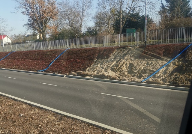 Mata rozchodnikowa na ul. Szafera, fot. Słuchacz, pan Rafał 30.03.2022