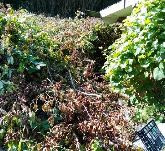 Działka zaśmiecona gałęziami, fot. Słuchaczka, pani Helena 09.09.2025