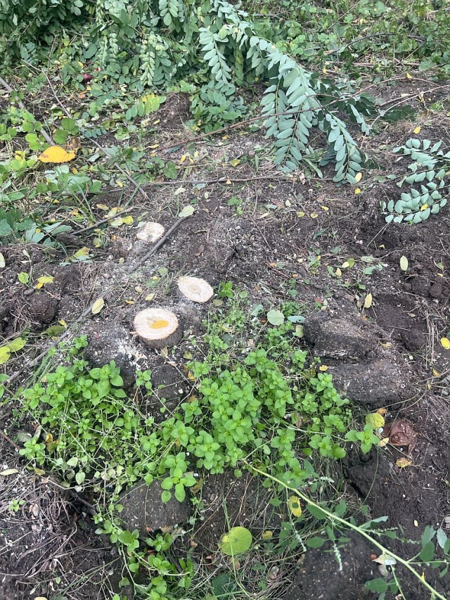 Wycinka zdrowych drzew w Parku Bat.Chłopskich - fot.Słuchacz 17.10.2025