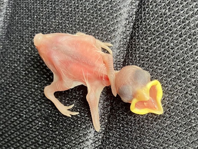 Pisklę sikorki znalezione na jednym z osiedli w Szczecinie- fot. Janusz Wilczyński, PR Szczecin 21.04.2026