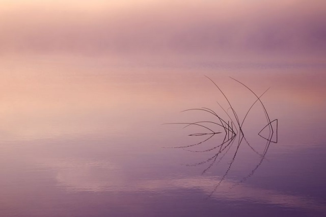 "Samotnie pośród bezkresu" - rośliny wodne - I miejsce w kat Rośliny w Fotografie Roku 2012 OM ZPFP [01.09.2013] Galeria Gościa: Łukasz Bożycki