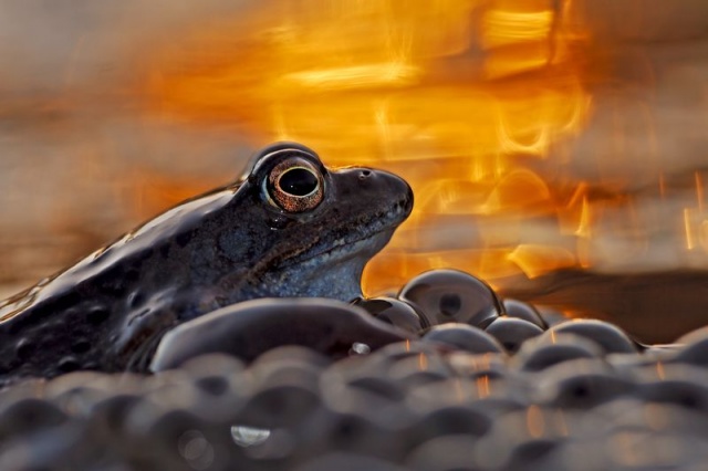 "Żabowisko" - żaba moczarowa - I miejsce w kat. Zwierzęta zmiennocieplne w Fotografie Roku 2013 ZPFP oraz "Image of the Year 2013 IFWP (Grand Prix) [01.09.2013] Galeria Gościa: Łukasz Bożycki