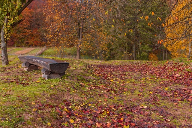 58 Plener Migawki - fot. Zbigniew Jabłoński (4) [27.10.2013] 58. Plener Migawki - Jesień w Ogrodzie Dendrologicznym w Glinnej