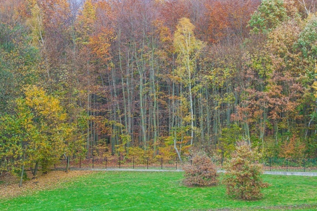 58 Plener Migawki - fot. Zbigniew Jabłoński (5) [27.10.2013] 58. Plener Migawki - Jesień w Ogrodzie Dendrologicznym w Glinnej