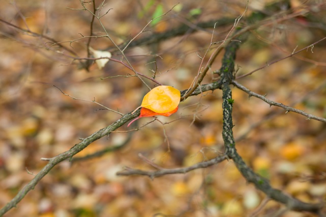 58 Plener Migawki - fot. Sławomir Janicki (7) [27.10.2013] 58. Plener Migawki - Jesień w Ogrodzie Dendrologicznym w Glinnej