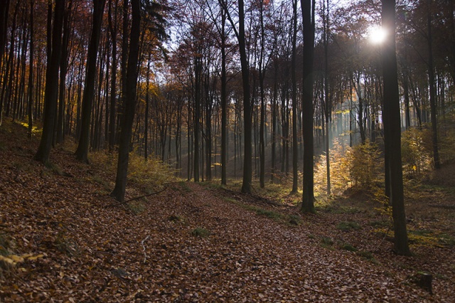 71 Plener Migawki - fot. Mirosław Tomczuk - Jesień, jesień, jesień, jak to tak (5) [09.11.2014] 71. Plener Migawki - "Jesienne opowieści"