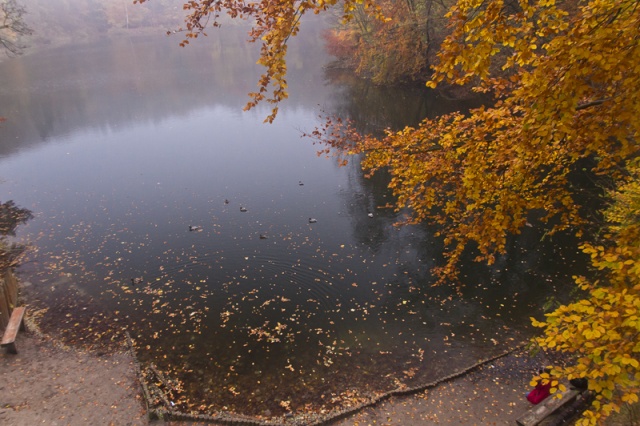 71 Plener Migawki - fot. Zdzisław Wnuk - W brązach opadłych liści (5) [09.11.2014] 71. Plener Migawki - "Jesienne opowieści"