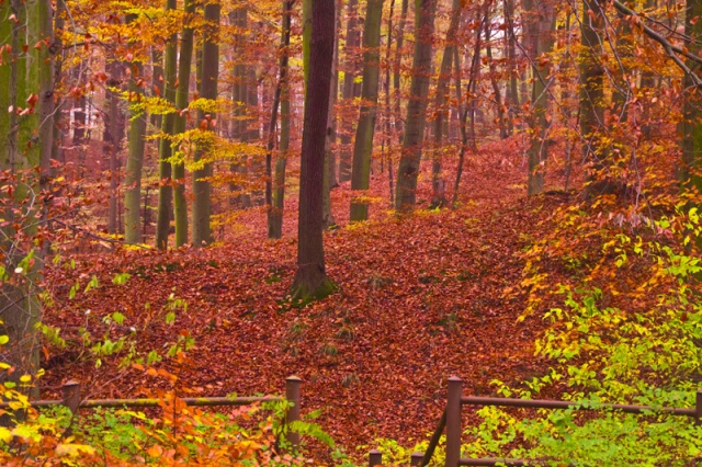 71 Plener Migawki - fot. Zdzisław Wnuk - W brązach opadłych liści (8) [09.11.2014] 71. Plener Migawki - "Jesienne opowieści"