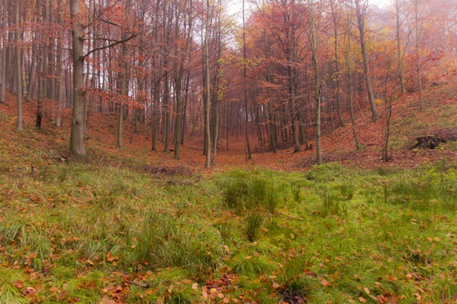 71 Plener Migawki - fot. Zdzisław Wnuk - W brązach opadłych liści (9) [09.11.2014] 71. Plener Migawki - "Jesienne opowieści"