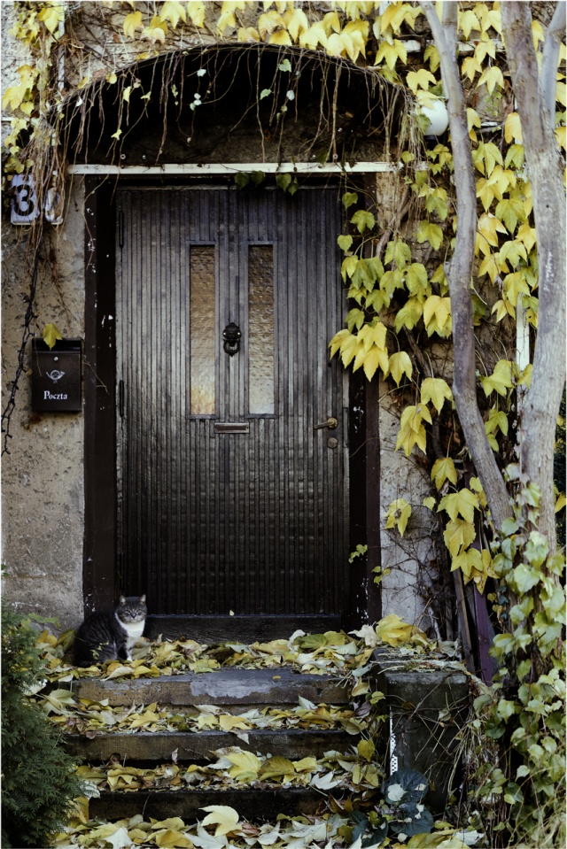 83 Plener Migawki - fot. Artur Uciński (4) [08.11.2015] 83. Plener Fotograficzny Migawki - Szlak przyrodniczo-historyczny "Pogodny"