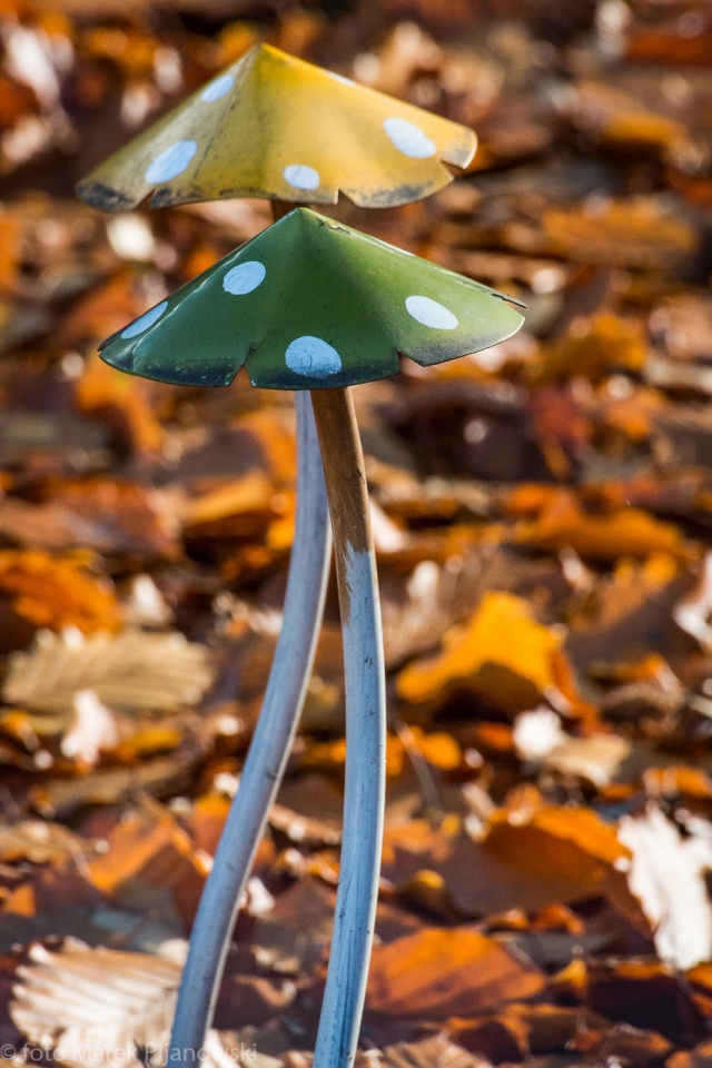 83 Plener Migawki - fot. Marek Pijanowski (6) [08.11.2015] 83. Plener Fotograficzny Migawki - Szlak przyrodniczo-historyczny "Pogodny"