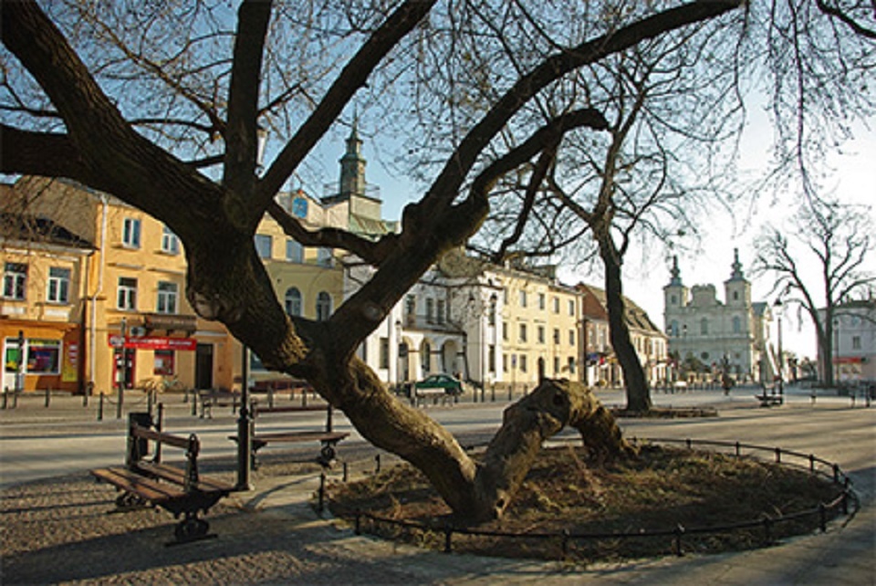 Drzewo Roku 2018 - Klęczące drzewo w Krasnymstawie. Fot. Tomasz Chuszcza/Archiwum Klubu Gaja