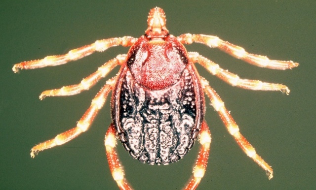 Egzotyczne kleszcze atakują w Polsce