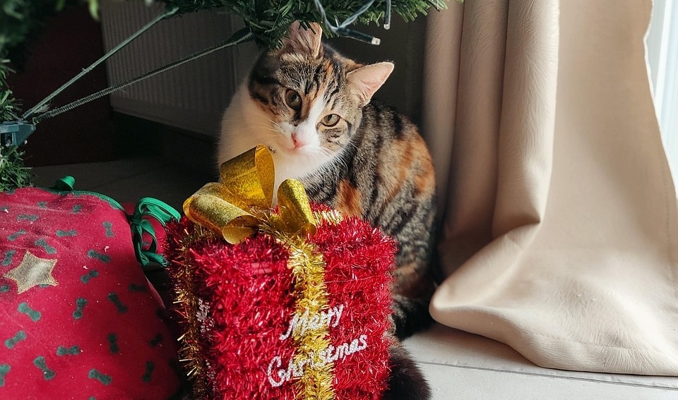 źródło: www.pixabay.com/pl/photos/ Fot. Ria Lion