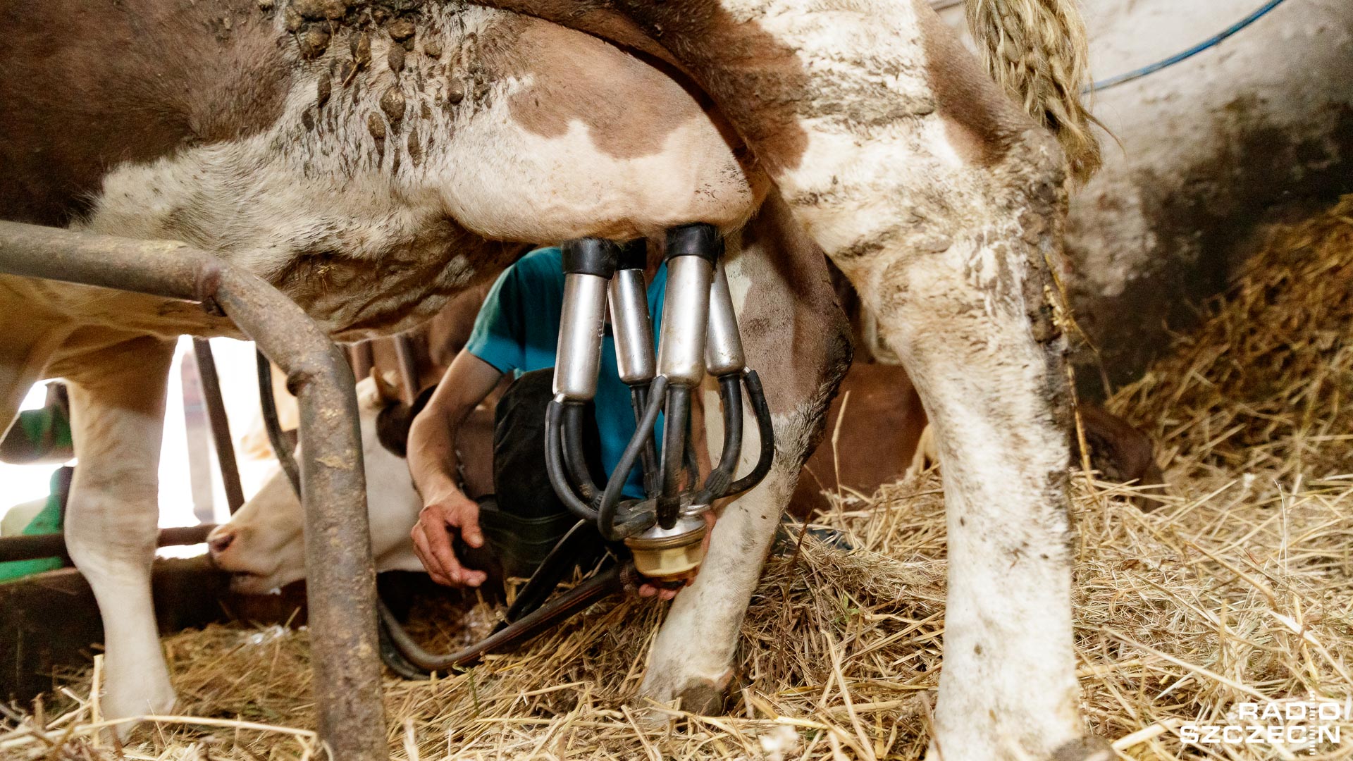 Najwyższe cła na mleko także dla producentów z Polski