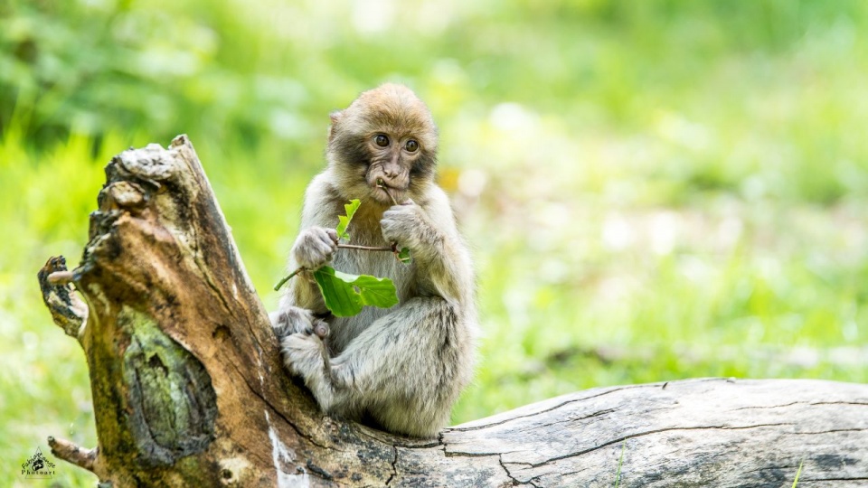 Tierpark Ueckermünde