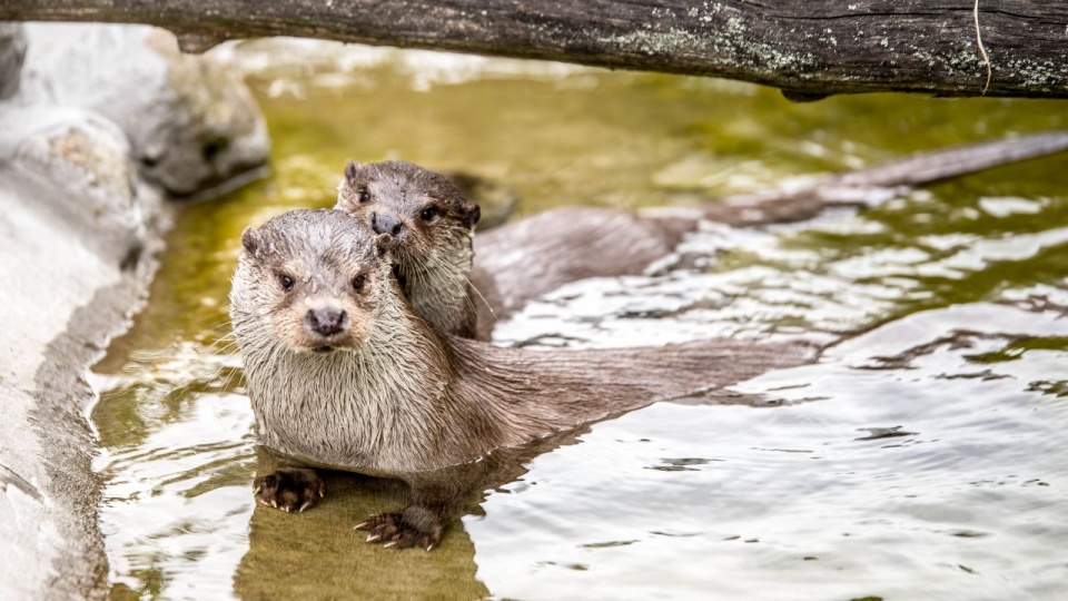 Tierpark Ueckermünde