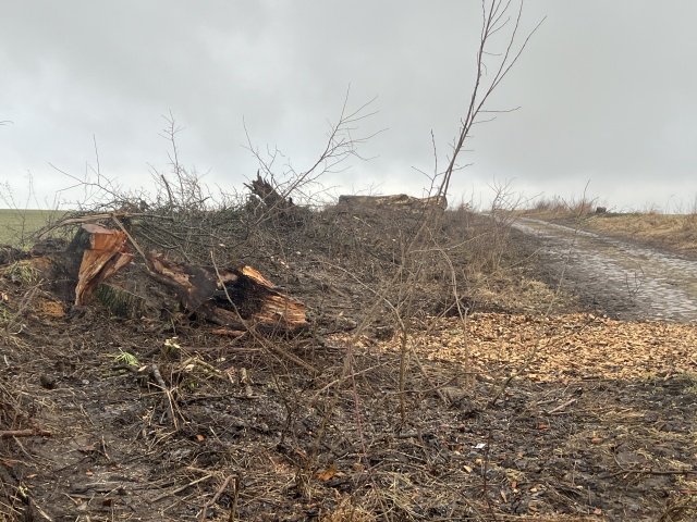  "...w pień" - reportaż Małgorzaty Gwiazdy-Elmerych