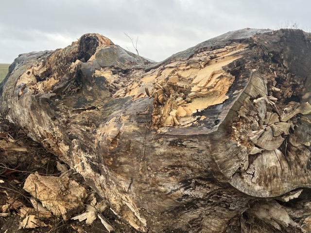  "...w pień" - reportaż Małgorzaty Gwiazdy-Elmerych