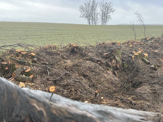  "...w pień" - reportaż Małgorzaty Gwiazdy-Elmerych