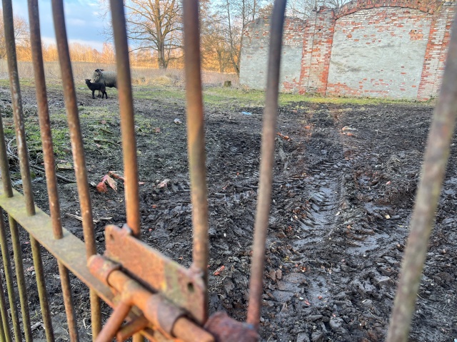 Fot. Małgorzata Gwiazda-Elmerych [Radio Szczecin] "W słowach kilku o wilku" - reportaż Małgorzaty Gwiazdy-Elmerych