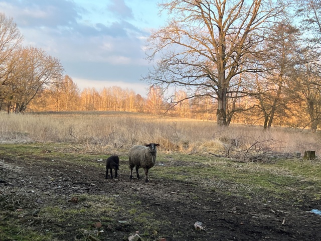 Fot. Małgorzata Gwiazda-Elmerych [Radio Szczecin] "W słowach kilku o wilku" - reportaż Małgorzaty Gwiazdy-Elmerych