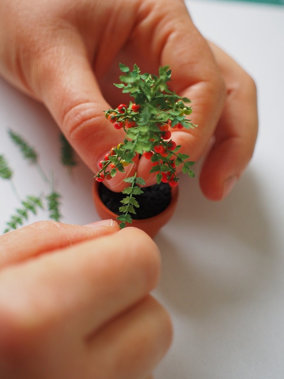 Krzak pomidora w miniaturze