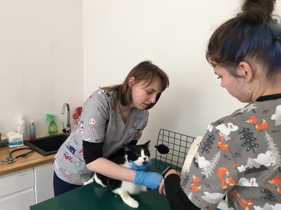 Dr Rita Zaborowska przyjmuje kocich pacjentów z Ukrainy w Szczecińskim Centrum Weterynaryjnym