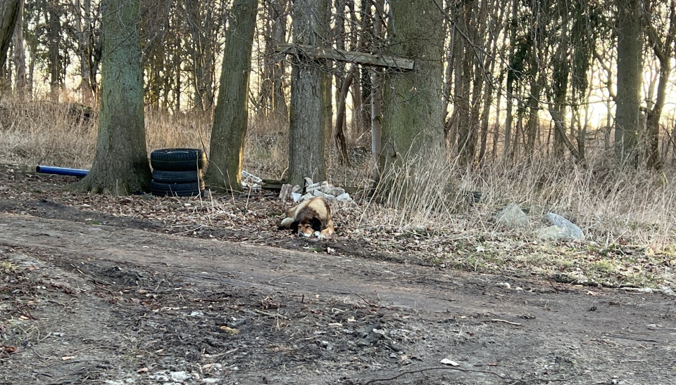 Fot. Małgorzata Gwiazda-Elmerych [Radio Szczecin]