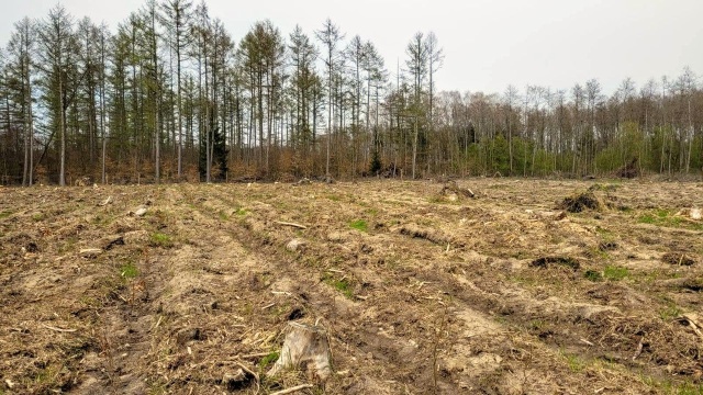 Las zawsze można odnowić, posadzić raz jeszcze. [Fot.Małgorzata Frymus] Co słychać w lesie 17.05.2023