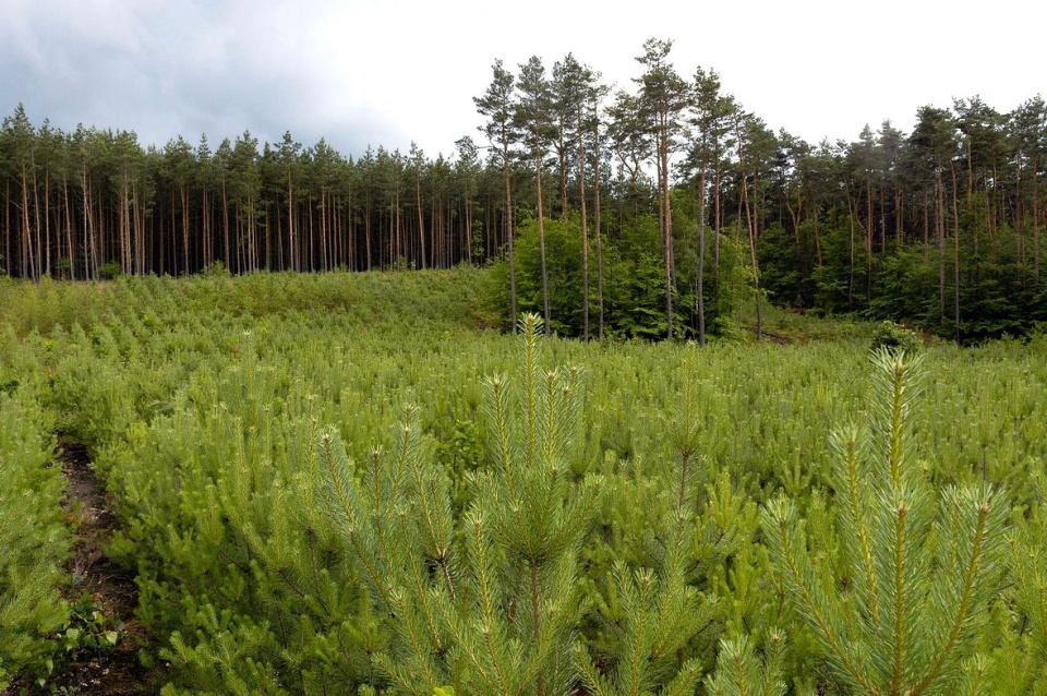 Młody las najlepiej roście wśrod drzew dojrzałych (RDLP w Szczecinie)