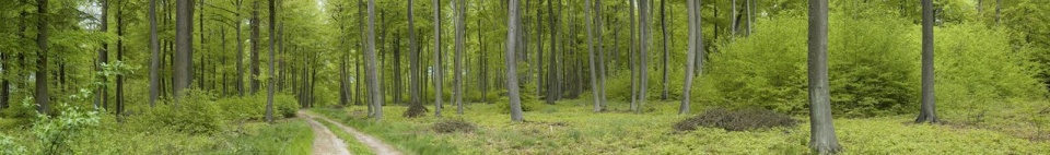 Młode pokolenie lasu bukowego - odnowienie naturalne. [Fot. Zbigniew Pajewski]